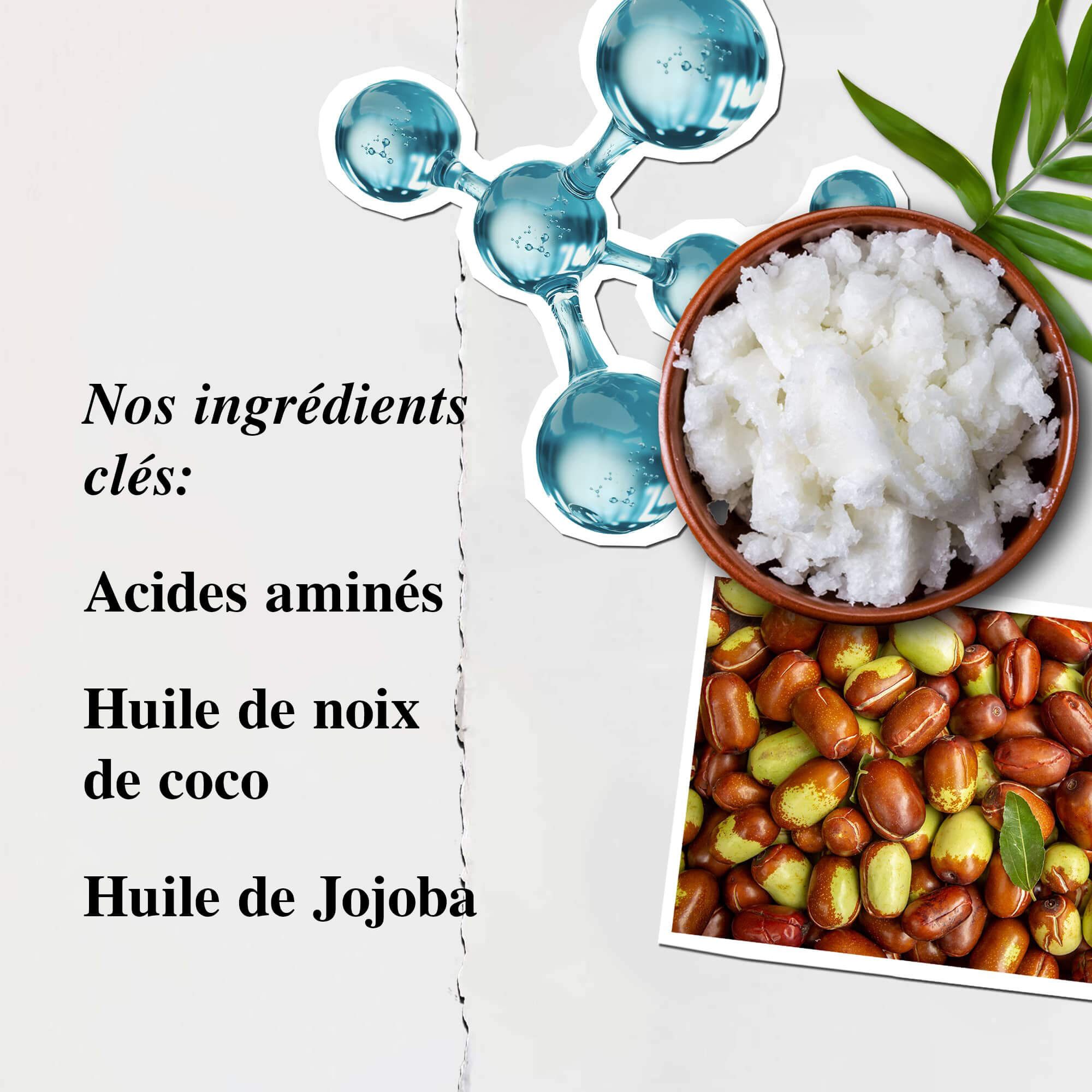 Illustration des ingredients du revitalisant Kiehl’s pour acides amines - Acides amines, huile de coco, huile de jojoba