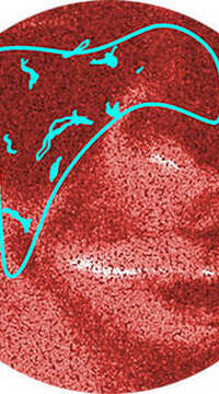 Derma Reader von Kiehl's: Analyse der Hautrotungen