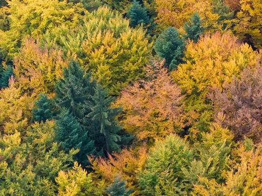 Baume mit unterschiedlichen Blattfarben