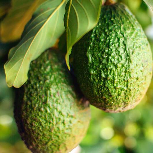 Zwei grune Avocados hangen an einem Ast mit uppigen grunen Blattern.