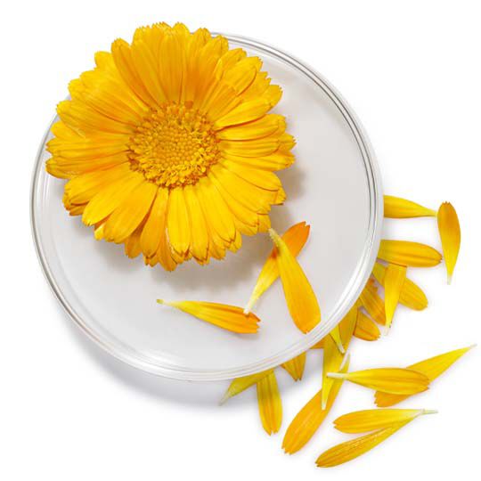 Calendula Blutenblatter