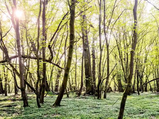 Baume im Wald