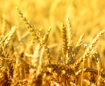 Close-up of golden wheat stalks in a field, illuminated by warm sunlight.