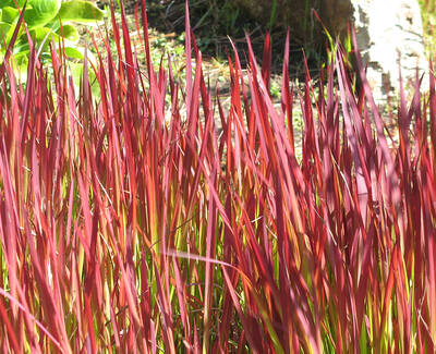 A close-up of vibrant red and green grass-like plants, with long, slender leaves swaying gently in the breeze.