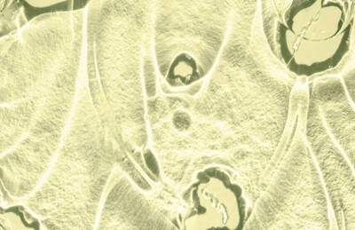 A close-up image of cell structures, featuring a translucent, light-colored background with circular formations and intricate patterns.