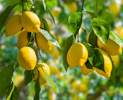 A close-up of bright yellow lemons hanging in clusters on a tree branch, surrounded by lush green leaves.