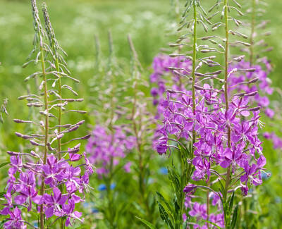 A field of vibrant purple flowers with tall, slender stalks set against a green background.