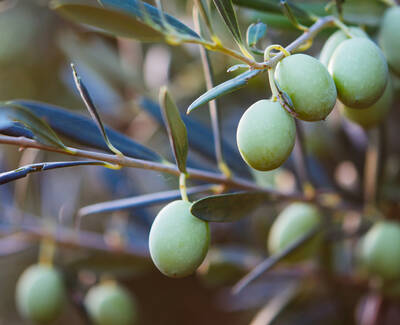 Close-up of green olives growing on an olive tree branch, surrounded by lush green leaves.