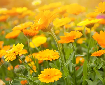 A vibrant field of yellow flowers, with various shades of yellow blooms and green leaves, softly illuminated by warm sunlight.