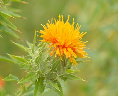 A vibrant yellow spiky flower with green thorns, growing in a blurred green background.