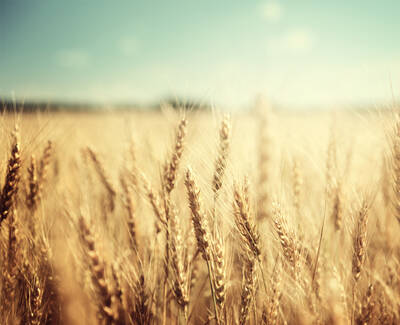 A close-up view of golden wheat stalks gently swaying in a sunlit field, with a soft blue sky in the background.