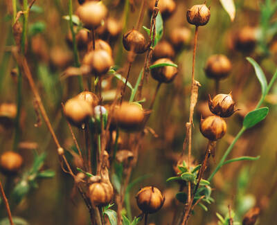 Close-up of brown, dried seed pods on slender, green stems, set against a blurred natural background.