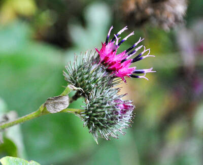 A close-up of a purple thistle flower with spiky green buds and leaves, set against a blurred background of greenery.