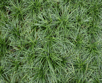 A close-up view of lush green grass, with blades densely packed and varying in height.