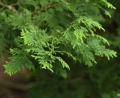 Close-up of green, needle-like leaves on a branch, showcasing fine, feathery textures against a blurred green background.