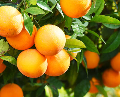 A cluster of bright orange oranges hanging from a leafy green tree.