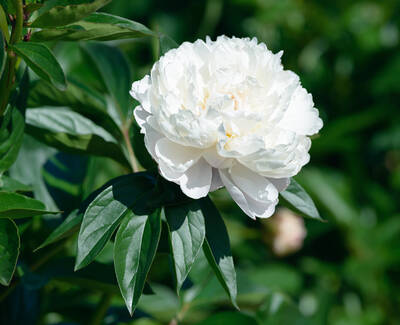 A close-up of a lush white peony flower surrounded by green leaves.