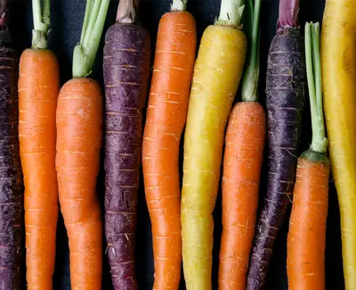 A row of vibrant carrots in various colors, including orange, purple, and yellow, arranged against a dark background.