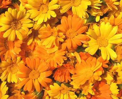 Extrait de fleur de calendula Kiehl's Ingredient