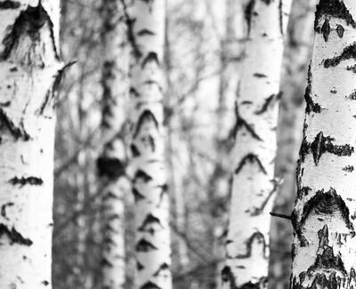 A close-up view of several white birch trees, showcasing their distinctive black markings against a blurred forest backdrop. The image is in black and white.