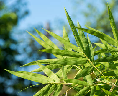 Bamboo Extract Kiehl's Ingredient