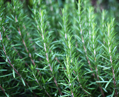 Close-up of vibrant green rosemary leaves densely packed together.