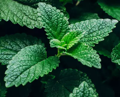 Menthol Kiehl's Inhaltsstoffe