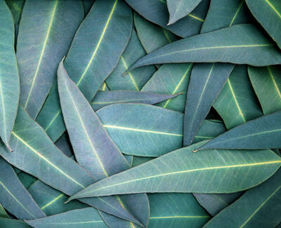 A close-up of lush green leaves arranged overlapping each other, showcasing their smooth texture and prominent veins.
