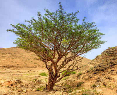 A solitary green tree with a twisted trunk stands in a rugged, dry landscape under a blue sky.