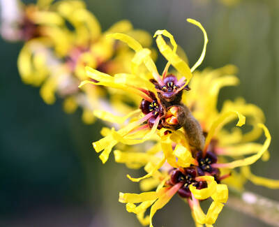 A close-up of bright yellow flowers with long, ribbon-like petals and dark centers, arranged along a slender stem against a blurred background.
