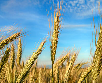 Close-up of golden wheat stalks against a blue sky, with wispy clouds in the background.