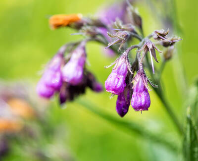 A cluster of purple bell-shaped flowers on a green background, with some flowers in sharp focus while others appear blurred.