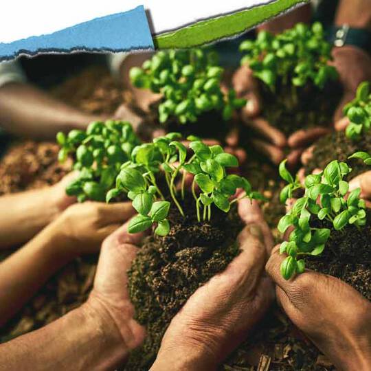 Des mains diverses tiennent de petites plantes en terre, symbolisant la collaboration communautaire et la croissance nourriciere.