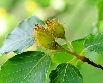 Close-up of two developing green seed pods surrounded by large green leaves, with a soft focus background of lush greenery.