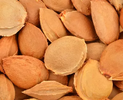 A close-up of a pile of brown apricot kernels, showcasing their smooth, textured surfaces and varying shades of brown.