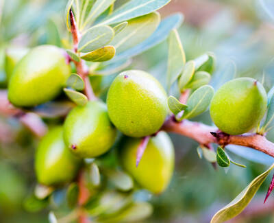 A close-up of a branch with green olives and lush green leaves.