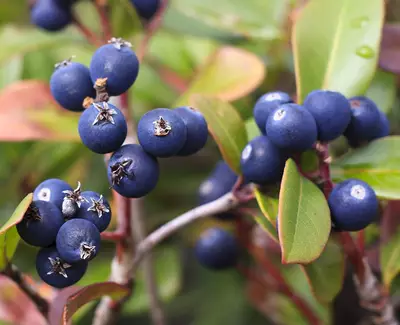 BLAUBEERSAMEN Kiehl's Inhaltsstoffe