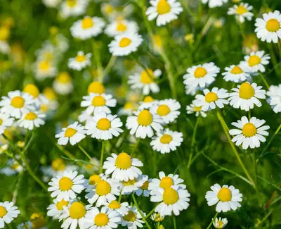 A vibrant field filled with white daisies featuring bright yellow centers, surrounded by lush green grass.