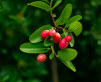 A close-up of a branch with bright pink berries and glossy green leaves against a blurred green background.