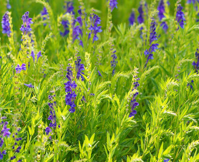 A vibrant field of purple flowers surrounded by lush green leaves.