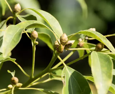 Close-up of green leaves with budding flower clusters on a branch, set against a blurred background.