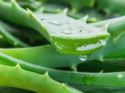 Gouttes d'eau sur une feuille d'aloe vera, mettant en valeur la texture verte et epineuse de la plante.