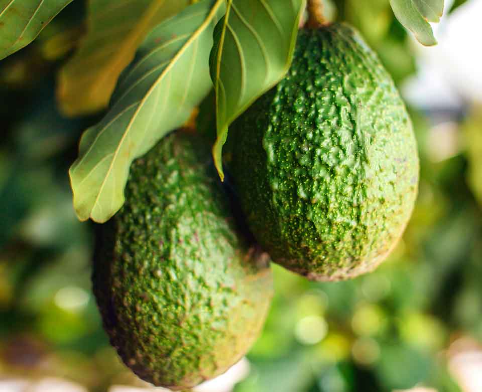 Ingredients Avocado Nourishing Mask