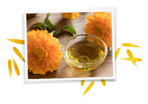 Ingrédients Calendula Deep Cleansing Foaming Face Wash